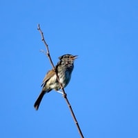 05/18探鳥記録写真：はまゆう公園の鳥たち（ウグイス、ホオジロ、ハクセキレイ、カワラヒワ、）