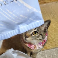 【423】れいにゃん堂のれいちゃんたのちゃん・たのちゃん煎餅ニャン＆猫グッズ紹介😸