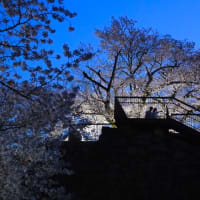 ２０２４・４・１４　初夏の陽気の長野盆地。蚊里田八幡宮の桜満開。松代城址は夜桜。