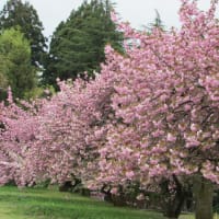 八重桜とアオジの囀り。（4/22＊月）