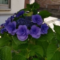 紫陽花