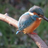 初リス、初サギ、初カワセミ