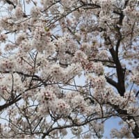 高蔵寺の石楠花（２０２４）