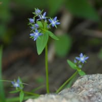 八方尾根の花　イワギキョウ