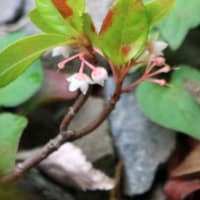南天の花とヤブコウジの花、可憐。