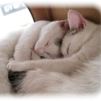 11月便り