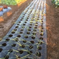 サラリーマン早朝農業　玉ねぎ苗の植え付け