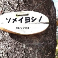 早春を待ち望む