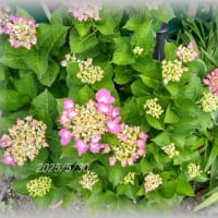紫陽花