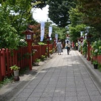 川越八幡宮の紫陽花