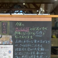 さくらんぼ、不作のお知らせ