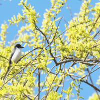 コムクドリ　渡りの時期になると電線に集まり、キュルキュルと騒々しい