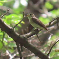コサメビタキ