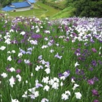 花菖蒲と棚田
