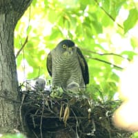 心に残る情景*「鳥景」見沼の小さな森