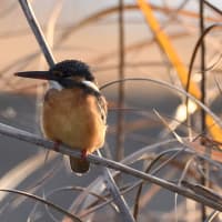 野鳥撮影パート4