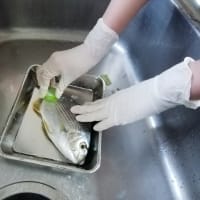 魚を捌く小学六年生