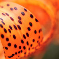 オニユリ　鬼百合　ユリ科　黒班入りのオレンジ色の百合で茎にムカゴが付きます。今日の野鳥：イソヒヨドリ