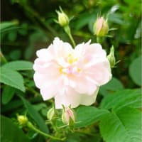 今日の庭の薔薇30品種を軽くご紹介