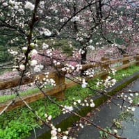 引地橋の花桃