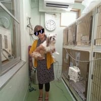 愛犬、心臓手術が無事に終わり明日、退院です♪