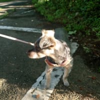 6/17(火)😆〜大塩湖の紫陽花〜😆