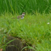 青田風が吹くところで