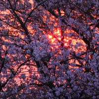 2025年東京都稲城市の桜 / Sony α1 Ⅱ
