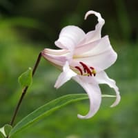 荘川のささゆりを見てきました②