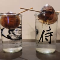 根が伸びてきたので、容器を変えてみた、水耕アボカド