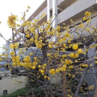 咲く