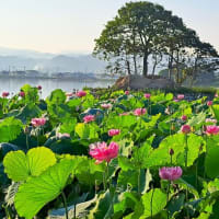 朝の散歩　平池緑地公園　57　6.29～30