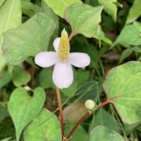 どくだみの花が群生しています
