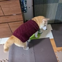 クリンへの想いは尽きなくて・・・293