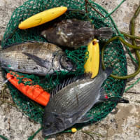 2024後半の釣果