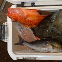 久しぶりの釣果