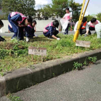 東広島バイパス周辺の植栽　クラーク国際記念高等学校皆さんと
