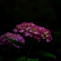 唐沢山神社の花手水を記録してきました。