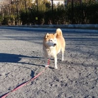 はいポーズ