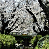 ２０２０・３・２５　川崎・二ヶ領用水宿河原の桜並木は満開