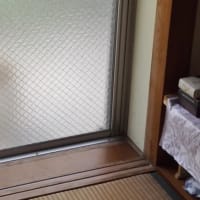 えっ　猫だ