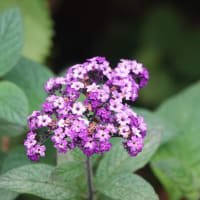 ヘリオトロープ　 〈紫色の花〉　