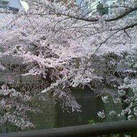 目黒川と桜