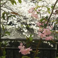 早いものでもう４月