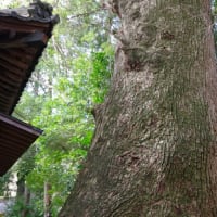 愛媛県松山市、窪野町「北谷正八幡神社のクスノキ」（市指定）です！！