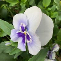 夫とお花見♪桜もいいけど……　＊キラリの老後生活＊