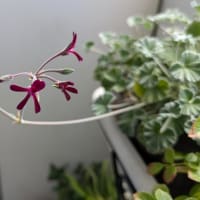 シドイデスが咲き始めました～