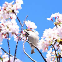 桜の花で撮れたよ、ニュウナイスズメ。