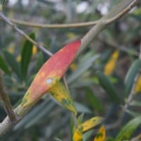 オリーブの花芽の成長 Olive Gardening過去ログ倉庫