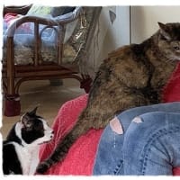 サニーの時間外通院
